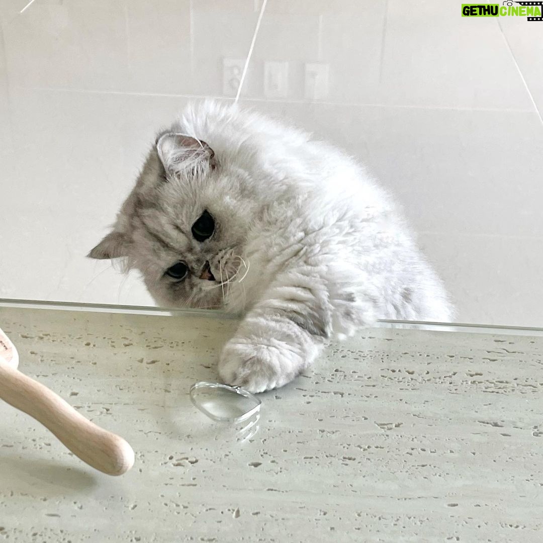 Jung Jin-young Instagram - 우리 블리 털 쪘어요! ㅋㅋ #블리 #고양이