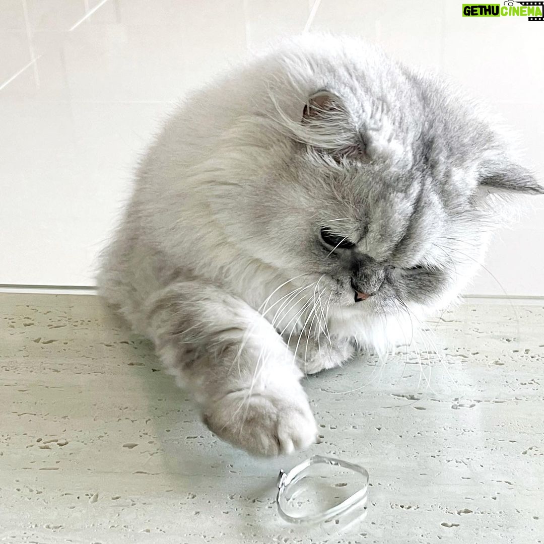 Jung Jin-young Instagram - 우리 블리 털 쪘어요! ㅋㅋ #블리 #고양이
