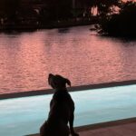 Justin Theroux Instagram - Today’s the DAY! 😊 🐾 Happy Adopt a Shelter Pet Day! If you are in the market for a dog, cat, rabbit, or ANY animal… skip the ‘market’ altogether! Go down to your local shelter and get a LIFE! There are literally MILLIONS of animals just like Kuma here looking for homes. If you are willing to make this life changing commitment and able to care for a pet… please VISIT YOUR LOCAL SHELTER! Or even foster one for a while! Our shelters need us ALL to SAVE them all! #adoptdontshop #nationaladoptashelterpetday @austinpetsalive @aspca @standupforpitsfoundation @bestfriendsanimalsociety @socialteesnyc