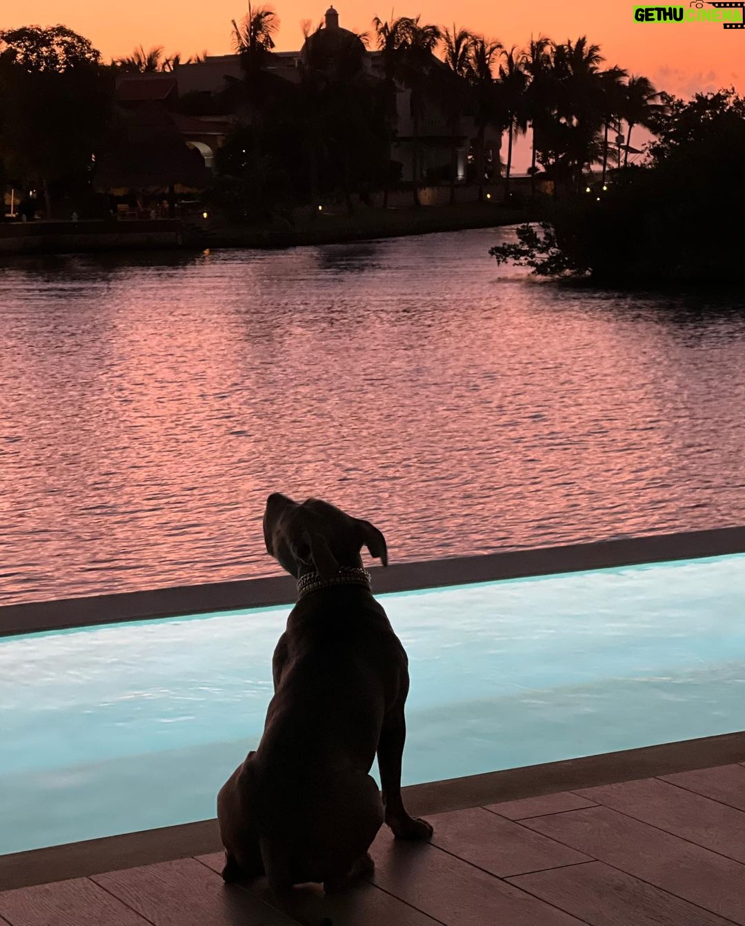Justin Theroux Instagram - Today’s the DAY! 😊 🐾 Happy Adopt a Shelter Pet Day! If you are in the market for a dog, cat, rabbit, or ANY animal… skip the ‘market’ altogether! Go down to your local shelter and get a LIFE! There are literally MILLIONS of animals just like Kuma here looking for homes. If you are willing to make this life changing commitment and able to care for a pet… please VISIT YOUR LOCAL SHELTER! Or even foster one for a while! Our shelters need us ALL to SAVE them all! #adoptdontshop #nationaladoptashelterpetday @austinpetsalive @aspca @standupforpitsfoundation @bestfriendsanimalsociety @socialteesnyc
