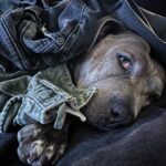 Justin Theroux Instagram - Today’s the DAY! 😊 🐾 Happy Adopt a Shelter Pet Day! If you are in the market for a dog, cat, rabbit, or ANY animal… skip the ‘market’ altogether! Go down to your local shelter and get a LIFE! There are literally MILLIONS of animals just like Kuma here looking for homes. If you are willing to make this life changing commitment and able to care for a pet… please VISIT YOUR LOCAL SHELTER! Or even foster one for a while! Our shelters need us ALL to SAVE them all! #adoptdontshop #nationaladoptashelterpetday @austinpetsalive @aspca @standupforpitsfoundation @bestfriendsanimalsociety @socialteesnyc