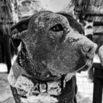 Justin Theroux Instagram - Today’s the DAY! 😊 🐾 Happy Adopt a Shelter Pet Day! If you are in the market for a dog, cat, rabbit, or ANY animal… skip the ‘market’ altogether! Go down to your local shelter and get a LIFE! There are literally MILLIONS of animals just like Kuma here looking for homes. If you are willing to make this life changing commitment and able to care for a pet… please VISIT YOUR LOCAL SHELTER! Or even foster one for a while! Our shelters need us ALL to SAVE them all! #adoptdontshop #nationaladoptashelterpetday @austinpetsalive @aspca @standupforpitsfoundation @bestfriendsanimalsociety @socialteesnyc