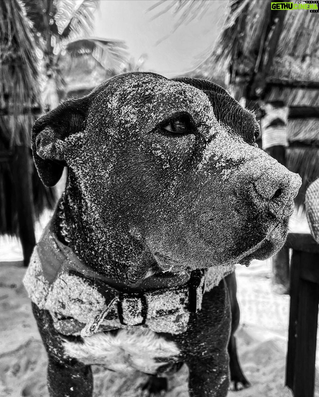 Justin Theroux Instagram - Today’s the DAY! 😊 🐾 Happy Adopt a Shelter Pet Day! If you are in the market for a dog, cat, rabbit, or ANY animal… skip the ‘market’ altogether! Go down to your local shelter and get a LIFE! There are literally MILLIONS of animals just like Kuma here looking for homes. If you are willing to make this life changing commitment and able to care for a pet… please VISIT YOUR LOCAL SHELTER! Or even foster one for a while! Our shelters need us ALL to SAVE them all! #adoptdontshop #nationaladoptashelterpetday @austinpetsalive @aspca @standupforpitsfoundation @bestfriendsanimalsociety @socialteesnyc