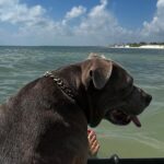 Justin Theroux Instagram - 🌊 🌞 🖤 🐾 #adoptdontshop Etéreo, Auberge Resorts Collection