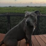 Justin Theroux Instagram - 🌊 🌞 🖤 🐾 #adoptdontshop Etéreo, Auberge Resorts Collection