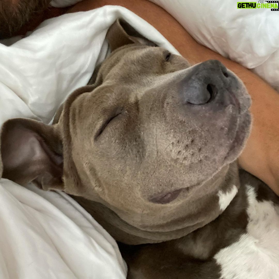 Justin Theroux - 106.5K Likes - 😈*INSTGRAM TAKEOWVER* iz KUMA 🐻 HER3 TO 📣 🙉AN0WNCE🦑 MY NEW 🥳🎉INSTA AKOUWNT 🦾✨@KUMATHEROUX !✨ 🐶 MY DAD has 1 MILLION 🤑🤑FULLOWERZ NAU S0 SAYD I CAN HAVE MY OUN P8YGE 🌈🦄 TO SHOW PEEBLE MORE DOGS 🐶 AND ABOUT MY LYF3 🖍✍️AMD PIBBULLS🦛🐘🦍!!! AND FOOD IS SO GOOD EVEN SOUP!!!! HOW ARE U? ❤️ ASLO SQUIRRELS HAPPEN, 🐿 BUT ALSO SOMETIMES NOT THERE BUUUUT, FOOD HAPPENS AGAIN🍕🥗🌮SO THATS GR8T. IM TIRED SOMETIMEZ NOT NOW SO OKAY. BYEEEeee!!!! ALSO HI!!! MY AAKOWNT 📀📱📞 IZ @KUMATHEROUX SO FOLLOW MEEEE 🦊🕶🧚🏽♀️EVERYWWON! 🧚🏽♀️SKATEBOORDS 🛹😖😡 SCARRRY RIGHT? LETS NOT HELP THEM BUT HELP OTHER DOGS THAT NEED HELP OKAY!!!!??? 💗 TELL A FRAHNDs 💃TO FULLOW ME! THBAKS 👯♂️🐒🪵🥋