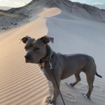 Justin Theroux Instagram - 😈*INSTGRAM TAKEOWVER* iz KUMA 🐻 HER3 TO 📣 🙉AN0WNCE🦑 MY NEW 🥳🎉INSTA AKOUWNT 🦾✨@KUMATHEROUX !✨ 🐶 MY DAD has 1 MILLION 🤑🤑FULLOWERZ NAU S0 SAYD I CAN HAVE MY OUN P8YGE 🌈🦄 TO SHOW PEEBLE MORE DOGS 🐶 AND ABOUT MY LYF3 🖍✍️AMD PIBBULLS🦛🐘🦍!!! AND FOOD IS SO GOOD EVEN SOUP!!!! HOW ARE U? ❤️ ASLO SQUIRRELS HAPPEN, 🐿 BUT ALSO SOMETIMES NOT THERE BUUUUT, FOOD HAPPENS AGAIN🍕🥗🌮SO THATS GR8T. IM TIRED SOMETIMEZ NOT NOW SO OKAY. BYEEEeee!!!! ALSO HI!!! MY AAKOWNT 📀📱📞 IZ @KUMATHEROUX SO FOLLOW MEEEE 🦊🕶🧚🏽‍♀️EVERYWWON! 🧚🏽‍♀️SKATEBOORDS 🛹😖😡 SCARRRY RIGHT? LETS NOT HELP THEM BUT HELP OTHER DOGS THAT NEED HELP OKAY!!!!??? 💗 TELL A FRAHNDs 💃TO FULLOW ME! THBAKS 👯‍♂️🐒🪵🥋 New York City