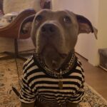 Justin Theroux Instagram - 😈*INSTGRAM TAKEOWVER* iz KUMA 🐻 HER3 TO 📣 🙉AN0WNCE🦑 MY NEW 🥳🎉INSTA AKOUWNT 🦾✨@KUMATHEROUX !✨ 🐶 MY DAD has 1 MILLION 🤑🤑FULLOWERZ NAU S0 SAYD I CAN HAVE MY OUN P8YGE 🌈🦄 TO SHOW PEEBLE MORE DOGS 🐶 AND ABOUT MY LYF3 🖍✍️AMD PIBBULLS🦛🐘🦍!!! AND FOOD IS SO GOOD EVEN SOUP!!!! HOW ARE U? ❤️ ASLO SQUIRRELS HAPPEN, 🐿 BUT ALSO SOMETIMES NOT THERE BUUUUT, FOOD HAPPENS AGAIN🍕🥗🌮SO THATS GR8T. IM TIRED SOMETIMEZ NOT NOW SO OKAY. BYEEEeee!!!! ALSO HI!!! MY AAKOWNT 📀📱📞 IZ @KUMATHEROUX SO FOLLOW MEEEE 🦊🕶🧚🏽‍♀️EVERYWWON! 🧚🏽‍♀️SKATEBOORDS 🛹😖😡 SCARRRY RIGHT? LETS NOT HELP THEM BUT HELP OTHER DOGS THAT NEED HELP OKAY!!!!??? 💗 TELL A FRAHNDs 💃TO FULLOW ME! THBAKS 👯‍♂️🐒🪵🥋 New York City