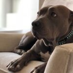 Justin Theroux Instagram - Happy National Dog Day! 🐾 ❤️ #adoptdontshop Get a life! Seriously you can just go get one!