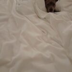 Justin Theroux Instagram - This little sheet. #adoptdontshop