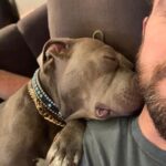 Justin Theroux Instagram - Celebrating Kuma’s Gotcha Day! June 8, 2018, 3 years ago today. 🎂 I know you can’t read Kuma, but thank you for being so open, making me laugh, sleeping in later than me, going everywhere by my side, reminding me to stay in the present, to let things roll off me, to have gratitude and joy for everything, even just waking up. Reminding me to be playful. For showing patience. For not judging anyone, (except skateboards that you judge harshly). For showing kindness first, to literally everyone you meet. For being an exceptional (but not uncommon) Pitbull ambassador. For helping save other Pittbulls like yourself by letting me tell people your story… For being loyal. For being my gray shadow… And above all, for guarding the bathroom door literally every time i take a piss like my life depended on it. And THANK YOU to all the hands that cared for Kuma before I got there. And an extra special thanks to ALL who work in animal rescue (usually very quietly) who make Kuma’s story possible for thousands of other animals every day. You are my heroes. I’ll say it again… #adoptdontshop ❤️ 🙏 … you won’t regret it.