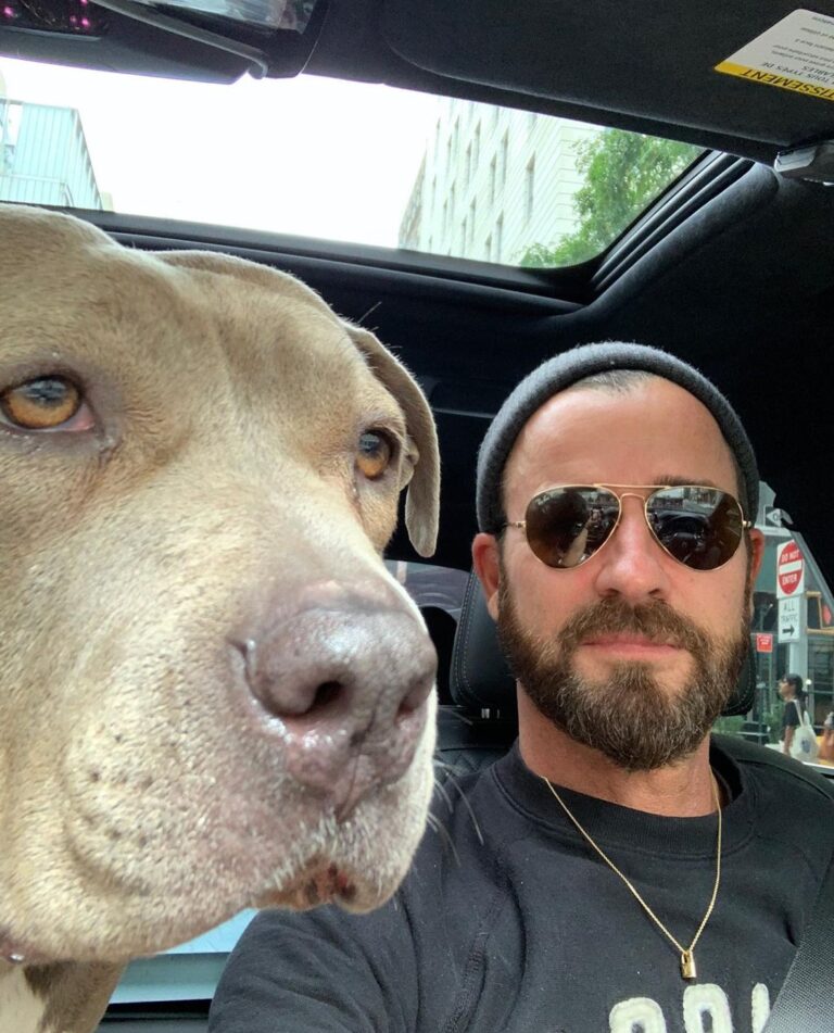 Justin Theroux Instagram - Celebrating Kuma’s Gotcha Day! June 8, 2018, 3 years ago today. 🎂 I know you can’t read Kuma, but thank you for being so open, making me laugh, sleeping in later than me, going everywhere by my side, reminding me to stay in the present, to let things roll off me, to have gratitude and joy for everything, even just waking up. Reminding me to be playful. For showing patience. For not judging anyone, (except skateboards that you judge harshly). For showing kindness first, to literally everyone you meet. For being an exceptional (but not uncommon) Pitbull ambassador. For helping save other Pittbulls like yourself by letting me tell people your story… For being loyal. For being my gray shadow… And above all, for guarding the bathroom door literally every time i take a piss like my life depended on it. And THANK YOU to all the hands that cared for Kuma before I got there. And an extra special thanks to ALL who work in animal rescue (usually very quietly) who make Kuma’s story possible for thousands of other animals every day. You are my heroes. I’ll say it again… #adoptdontshop ❤️ 🙏 … you won’t regret it.