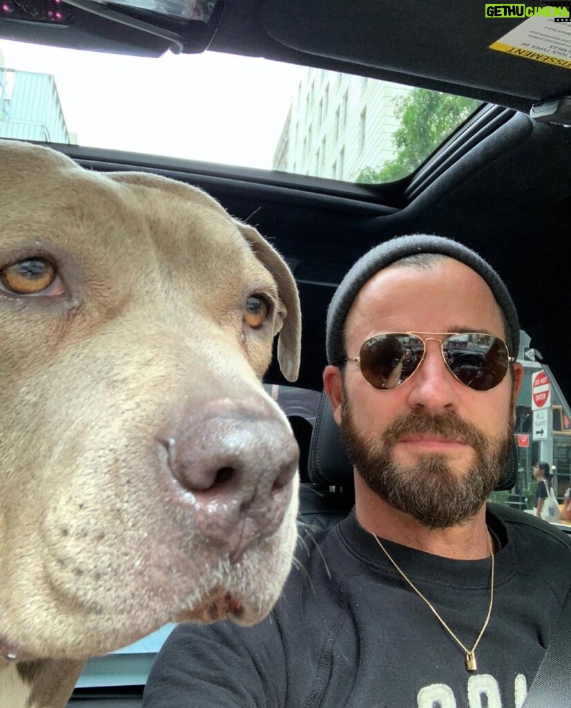 Justin Theroux Instagram - Celebrating Kuma’s Gotcha Day! June 8, 2018, 3 years ago today. 🎂 I know you can’t read Kuma, but thank you for being so open, making me laugh, sleeping in later than me, going everywhere by my side, reminding me to stay in the present, to let things roll off me, to have gratitude and joy for everything, even just waking up. Reminding me to be playful. For showing patience. For not judging anyone, (except skateboards that you judge harshly). For showing kindness first, to literally everyone you meet. For being an exceptional (but not uncommon) Pitbull ambassador. For helping save other Pittbulls like yourself by letting me tell people your story… For being loyal. For being my gray shadow… And above all, for guarding the bathroom door literally every time i take a piss like my life depended on it. And THANK YOU to all the hands that cared for Kuma before I got there. And an extra special thanks to ALL who work in animal rescue (usually very quietly) who make Kuma’s story possible for thousands of other animals every day. You are my heroes. I’ll say it again… #adoptdontshop ❤️ 🙏 … you won’t regret it.