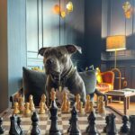 Justin Theroux Instagram - watches queens gambit once. #alsoanorphan #adoptdontshop The Lake House on Canandaigua