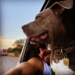 Justin Theroux Instagram - Humpday w my 🦛 #adoptdontshop #emotionalsupporthuman Mexico