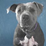 Justin Theroux Instagram - Kuma taught herself to swim. 😭 True story. In stories rn. #myhero #adoptdontshop #pittbull 🖼 by @artkm1
