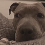 Justin Theroux Instagram - IMPORTANT PSA: 🚨 🐶 Sound ON. 🔈 If you live with a rescue dog, please, have The Conversation with them. It’s hard but they deserve the truth. 👊🏼 Be sure to record it, post it, and TAG your favorite Shelter. Then encourage people to DONATE to a shelter this holiday season. It’s the ONLY way a more dogs will get to ‘have the conversation’, just like Kuma 🐻 did. Thanks to @cary_fukunaga for starting this dialogue. #adoptdontshop @achancetobloomdogrescue @bestfriendsanimalsociety @austinpetsalive #havetheconversationwithyourdog