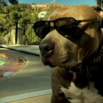 Justin Theroux Instagram - The most fu***ed up part of this video is that Kuma’s publicist sent it to me. ... and she now takes 10%. #moneychangesPibble Hollywood