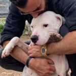 Justin Theroux Instagram - BREAKING!!! In a WORLD OF BAD NEWS HERE IS YOUR BRIGHT SPOT!!! (Literally) It happened... it FINALLY HAPPENED! Congratulations Nick & Crysta on adopting SPOT! A HUGE group of people at @austinpetsalive kept the faith and after hurricane Harvey and TWO YEARS in Austin he finally has a family. I am so proud of the people who gave him so much love for those two years... and so happy for Nick and Crysta. Thank you for believing in his big harlequin smile and HUGE heart. It’s so nice thinking of him sleeping cozy in a real home with you tonight.. Oh! And make sure to follow him at @spotinatx !!! I’m gonna go cry some more... brb. #adoptdontshop #yourdogisouthere #pitbull