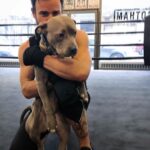 Justin Theroux Instagram - PITBULLS ARE NOT FIGHTERS. In honor of National Dogfighting Awareness Day, please help me and @ASPCA support the HEART Act: aspca.org/heartact This critical legislation will ensure that dogfighting victims don't continue to suffer after their rescue. Dogs used for fighting are typically raised in isolation, so they spend most of their lives on short, heavy chains. They are regularly conditioned for fighting through the use of drugs, including anabolic steroids to enhance muscle mass and encourage aggressiveness. Although dogfighting is illegal in most places, it continues to occur in every part of the world and in every type of community. Dogfighting is a violent and highly secretive enterprise that is extremely difficult for law enforcement and investigative professionals to infiltrate. More info here: https://www.aspca.org/investigations-rescue/dogfighting #EndDogfighting #adoptdontshop