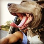 Justin Theroux Instagram - Humpday w my 🦛 #adoptdontshop #emotionalsupporthuman Mexico