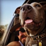 Justin Theroux Instagram - Humpday w my 🦛 #adoptdontshop #emotionalsupporthuman Mexico
