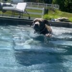 Justin Theroux Instagram - Kuma taught herself to swim. 😭 True story. In stories rn. #myhero #adoptdontshop #pittbull 🖼 by @artkm1