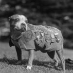 Justin Theroux Instagram - This is Helen Keller. Pitt Bull Owner... And....You will probably not get through this post. But i hope you do. Today is National Pit Bull Awareness day. Just a few short facts.... pit bulls have served America for over a century. Helen Keller adored them. They are remarkable service dogs. They have served admirably in WW1 and other theaters of war, Have fought and died in combat in the Civil War fighting for the North (and have monuments built to honor them). They have been spokes’people’ for major US brands, have entertained us in movies, and been the first among us to travel across our great country by car... there was a time they were basically the Labradoodle of our country. Known for being smart, loyal, obedient, protective and kind. Yet for some reason, today we have abandoned them... they are put to death more than any other dog breed in our country. This is devastating to me. I love ALL DOGS. But since it is Pit Bull Awareness Day, I hope to bring some awareness on their behalf... and some badly needed love to this beautiful animal. I believe we have let the Pit Bull down. A breed that is misunderstood, abused, and forced to fight by people who raise them to go against their nature. If you have a minute today... please research all the good they have done for us... if you can, please help one that is at this moment in need... if you can’t do that? Just try to change your attitude a little towards them. They have done an enormous amount for us and asked for nothing in return.... at the very least, if you see a pitbull... give them a pat on the head. And tell them they’re a good puppy. Like all dogs.... They deserve it. #nationalpitbullawarenessday #adoptdontshop