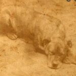 Justin Theroux Instagram - This is Helen Keller. Pitt Bull Owner... And....You will probably not get through this post. But i hope you do. Today is National Pit Bull Awareness day. Just a few short facts.... pit bulls have served America for over a century. Helen Keller adored them. They are remarkable service dogs. They have served admirably in WW1 and other theaters of war, Have fought and died in combat in the Civil War fighting for the North (and have monuments built to honor them). They have been spokes’people’ for major US brands, have entertained us in movies, and been the first among us to travel across our great country by car... there was a time they were basically the Labradoodle of our country. Known for being smart, loyal, obedient, protective and kind. Yet for some reason, today we have abandoned them... they are put to death more than any other dog breed in our country. This is devastating to me. I love ALL DOGS. But since it is Pit Bull Awareness Day, I hope to bring some awareness on their behalf... and some badly needed love to this beautiful animal. I believe we have let the Pit Bull down. A breed that is misunderstood, abused, and forced to fight by people who raise them to go against their nature. If you have a minute today... please research all the good they have done for us... if you can, please help one that is at this moment in need... if you can’t do that? Just try to change your attitude a little towards them. They have done an enormous amount for us and asked for nothing in return.... at the very least, if you see a pitbull... give them a pat on the head. And tell them they’re a good puppy. Like all dogs.... They deserve it. #nationalpitbullawarenessday #adoptdontshop