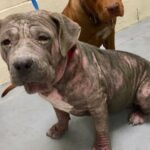 Justin Theroux Instagram - This is Helen Keller. Pitt Bull Owner... And....You will probably not get through this post. But i hope you do. Today is National Pit Bull Awareness day. Just a few short facts.... pit bulls have served America for over a century. Helen Keller adored them. They are remarkable service dogs. They have served admirably in WW1 and other theaters of war, Have fought and died in combat in the Civil War fighting for the North (and have monuments built to honor them). They have been spokes’people’ for major US brands, have entertained us in movies, and been the first among us to travel across our great country by car... there was a time they were basically the Labradoodle of our country. Known for being smart, loyal, obedient, protective and kind. Yet for some reason, today we have abandoned them... they are put to death more than any other dog breed in our country. This is devastating to me. I love ALL DOGS. But since it is Pit Bull Awareness Day, I hope to bring some awareness on their behalf... and some badly needed love to this beautiful animal. I believe we have let the Pit Bull down. A breed that is misunderstood, abused, and forced to fight by people who raise them to go against their nature. If you have a minute today... please research all the good they have done for us... if you can, please help one that is at this moment in need... if you can’t do that? Just try to change your attitude a little towards them. They have done an enormous amount for us and asked for nothing in return.... at the very least, if you see a pitbull... give them a pat on the head. And tell them they’re a good puppy. Like all dogs.... They deserve it. #nationalpitbullawarenessday #adoptdontshop
