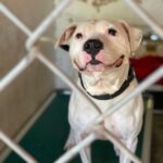 Justin Theroux Instagram - BREAKING!!! In a WORLD OF BAD NEWS HERE IS YOUR BRIGHT SPOT!!! (Literally) It happened... it FINALLY HAPPENED! Congratulations Nick & Crysta on adopting SPOT! A HUGE group of people at @austinpetsalive kept the faith and after hurricane Harvey and TWO YEARS in Austin he finally has a family. I am so proud of the people who gave him so much love for those two years... and so happy for Nick and Crysta. Thank you for believing in his big harlequin smile and HUGE heart. It’s so nice thinking of him sleeping cozy in a real home with you tonight.. Oh! And make sure to follow him at @spotinatx !!! I’m gonna go cry some more... brb. #adoptdontshop #yourdogisouthere #pitbull