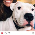 Justin Theroux Instagram - BREAKING!!! In a WORLD OF BAD NEWS HERE IS YOUR BRIGHT SPOT!!! (Literally) It happened... it FINALLY HAPPENED! Congratulations Nick & Crysta on adopting SPOT! A HUGE group of people at @austinpetsalive kept the faith and after hurricane Harvey and TWO YEARS in Austin he finally has a family. I am so proud of the people who gave him so much love for those two years... and so happy for Nick and Crysta. Thank you for believing in his big harlequin smile and HUGE heart. It’s so nice thinking of him sleeping cozy in a real home with you tonight.. Oh! And make sure to follow him at @spotinatx !!! I’m gonna go cry some more... brb. #adoptdontshop #yourdogisouthere #pitbull