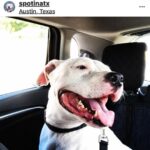 Justin Theroux Instagram - BREAKING!!! In a WORLD OF BAD NEWS HERE IS YOUR BRIGHT SPOT!!! (Literally) It happened... it FINALLY HAPPENED! Congratulations Nick & Crysta on adopting SPOT! A HUGE group of people at @austinpetsalive kept the faith and after hurricane Harvey and TWO YEARS in Austin he finally has a family. I am so proud of the people who gave him so much love for those two years... and so happy for Nick and Crysta. Thank you for believing in his big harlequin smile and HUGE heart. It’s so nice thinking of him sleeping cozy in a real home with you tonight.. Oh! And make sure to follow him at @spotinatx !!! I’m gonna go cry some more... brb. #adoptdontshop #yourdogisouthere #pitbull