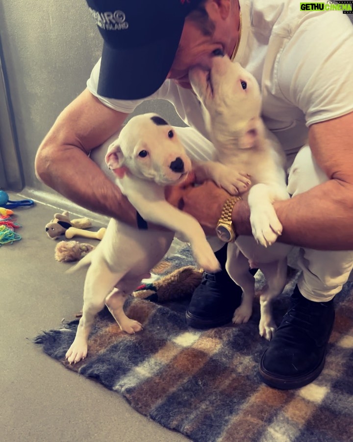 Justin Theroux Instagram - THANK YOU to Natalie and all the angels @battersea Dogs and Cats home of London for letting me visit with you and seeing what incredible work you all do… And Thank you for some restorative pittie play time. I was stunned by the incredible care you provide and the kindness and thoughtfulness with which you find these animals new homes. Viva la Battersea! 🇬🇧 🐾 #adoptdontshop #getalife ! Battersea Dog and Cats Home