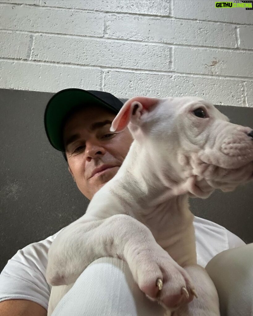 Justin Theroux Instagram - THANK YOU to Natalie and all the angels @battersea Dogs and Cats home of London for letting me visit with you and seeing what incredible work you all do… And Thank you for some restorative pittie play time. I was stunned by the incredible care you provide and the kindness and thoughtfulness with which you find these animals new homes. Viva la Battersea! 🇬🇧 🐾 #adoptdontshop #getalife ! Battersea Dog and Cats Home