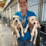 Justin Theroux Instagram – THANK YOU to Natalie and all the angels @battersea Dogs and Cats home of London for letting me visit with you and seeing what incredible work you all do… And Thank you for some restorative pittie play time. I was stunned by the incredible care you provide and the kindness and  thoughtfulness with which you find these animals new homes. Viva la Battersea! 
🇬🇧 🐾 
#adoptdontshop 
#getalife ! Battersea Dog and Cats Home