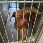 Justin Theroux Instagram – THANK YOU to Natalie and all the angels @battersea Dogs and Cats home of London for letting me visit with you and seeing what incredible work you all do… And Thank you for some restorative pittie play time. I was stunned by the incredible care you provide and the kindness and thoughtfulness with which you find these animals new homes. Viva la Battersea!
🇬🇧 🐾
#adoptdontshop
#getalife ! Battersea Dog and Cats Home