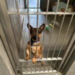 Justin Theroux Instagram – THANK YOU to Natalie and all the angels @battersea Dogs and Cats home of London for letting me visit with you and seeing what incredible work you all do… And Thank you for some restorative pittie play time. I was stunned by the incredible care you provide and the kindness and  thoughtfulness with which you find these animals new homes. Viva la Battersea! 
🇬🇧 🐾 
#adoptdontshop 
#getalife ! Battersea Dog and Cats Home