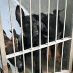 Justin Theroux Instagram – THANK YOU to Natalie and all the angels @battersea Dogs and Cats home of London for letting me visit with you and seeing what incredible work you all do… And Thank you for some restorative pittie play time. I was stunned by the incredible care you provide and the kindness and thoughtfulness with which you find these animals new homes. Viva la Battersea!
🇬🇧 🐾
#adoptdontshop
#getalife ! Battersea Dog and Cats Home