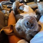 Justin Theroux Instagram – TODAY! 5 years with this derpy 🤓! 💕
If you are considering getting a dog, please visit your local shelter. There are TENS OF THOUSANDS of Kumas out there that would love to make your life so much better.
#adoptdontshop
@aspca
@austinpetsalive
@bestfriendsanimalsociety
@battersea
@espiritupitbull
@themayhew
@muddypawsrescuenyc
@socialteesnyc