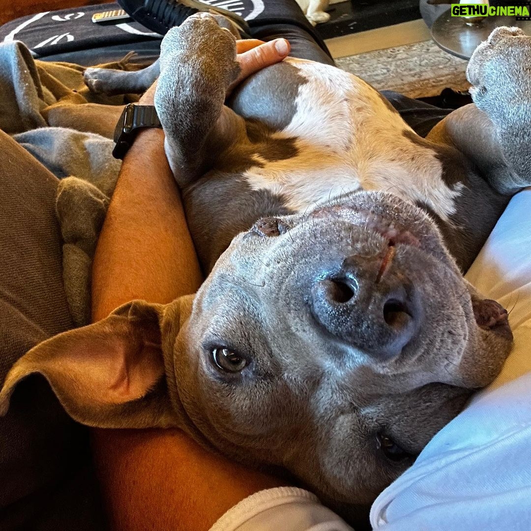 Justin Theroux Instagram - TODAY! 5 years with this derpy 🤓! 💕 If you are considering getting a dog, please visit your local shelter. There are TENS OF THOUSANDS of Kumas out there that would love to make your life so much better. #adoptdontshop @aspca @austinpetsalive @bestfriendsanimalsociety @battersea @espiritupitbull @themayhew @muddypawsrescuenyc @socialteesnyc