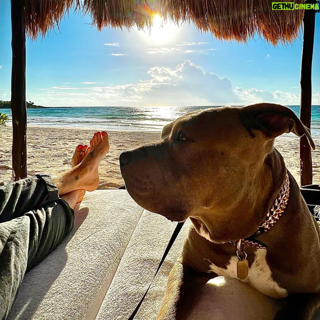 Justin Theroux Instagram - TODAY! 5 years with this derpy 🤓! 💕 If you are considering getting a dog, please visit your local shelter. There are TENS OF THOUSANDS of Kumas out there that would love to make your life so much better. #adoptdontshop @aspca @austinpetsalive @bestfriendsanimalsociety @battersea @espiritupitbull @themayhew @muddypawsrescuenyc @socialteesnyc