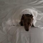 Justin Theroux Instagram - This little sheet. #adoptdontshop