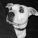 Justin Theroux Instagram - The OG. POOMA. Little pit. BIG love. 15 years and still miss you. ❤️ #adoptdontshop