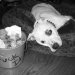 Justin Theroux Instagram - The OG. POOMA. Little pit. BIG love. 15 years and still miss you. ❤️ #adoptdontshop