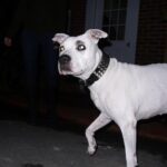 Justin Theroux Instagram - The OG. POOMA. Little pit. BIG love. 15 years and still miss you. ❤️ #adoptdontshop