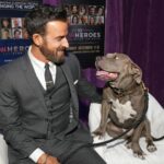 Justin Theroux Instagram - Kuma and I were so honored to present a HERO award to real life HERO Carie Broecker and her incredible organization @peace_of_mind_dog_rescue for the tireless work they do for senior dogs and senior people. Thank you Carie for being such an astounding advocate for the voiceless. If you can this holiday season, please consider making a donation to help continue the incredible work that Carie does. ❤️ #adoptdontshop