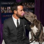 Justin Theroux Instagram - Kuma and I were so honored to present a HERO award to real life HERO Carie Broecker and her incredible organization @peace_of_mind_dog_rescue for the tireless work they do for senior dogs and senior people. Thank you Carie for being such an astounding advocate for the voiceless. If you can this holiday season, please consider making a donation to help continue the incredible work that Carie does. ❤️ #adoptdontshop