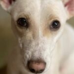Jyothika Instagram - Happy b day to our dearest Kobe. 🐾❤️ One year down ! But a life time of love to come. If we could be half the person my Kobe is … We would be twice the human we are. Thank you @yodamumbai for this special gift.
