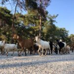 Kaan Urgancıoğlu Instagram - 🐑🐏🐑